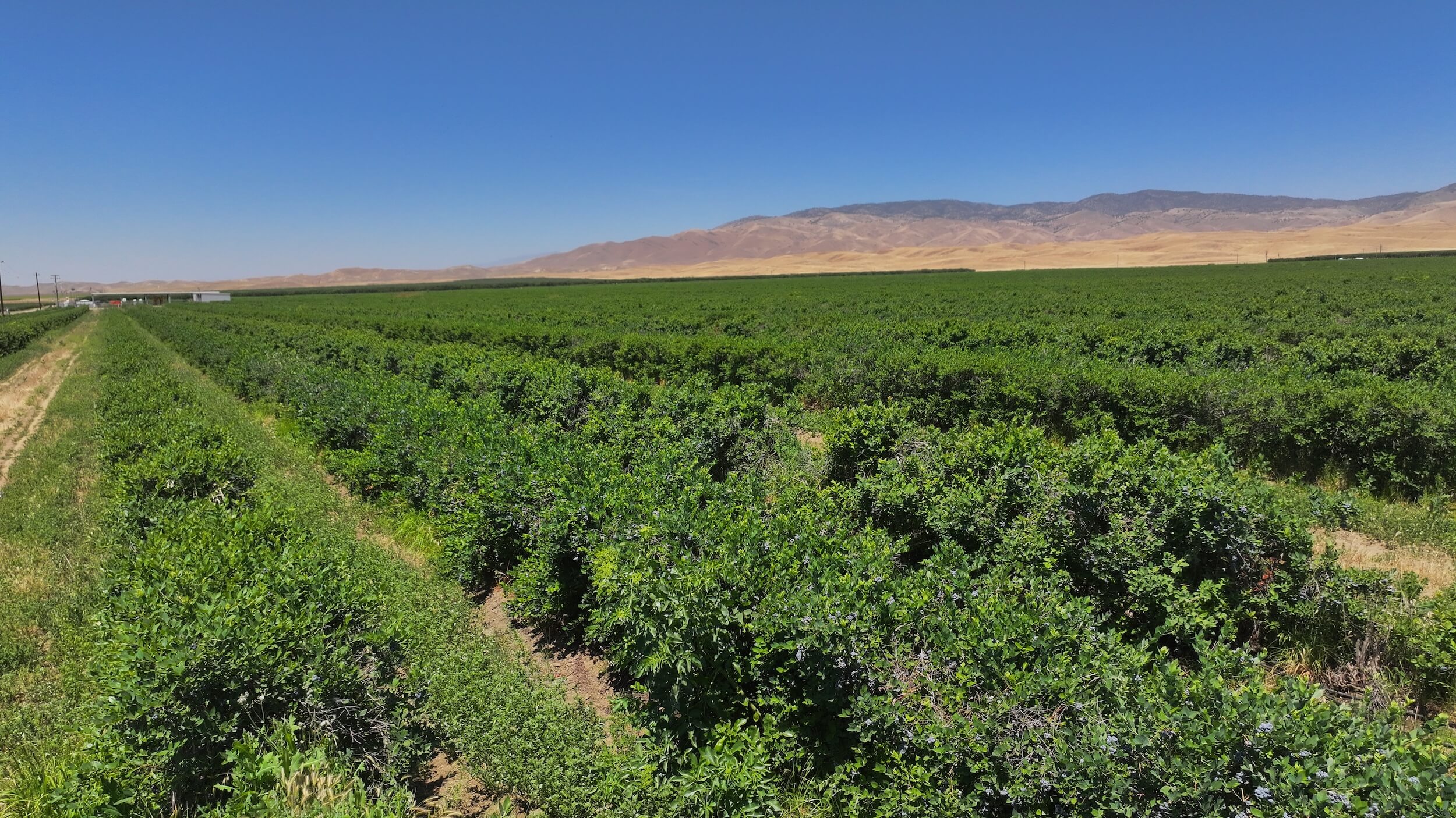 159.02 GROSS ACRES PLANTED TO BLUEBERRIES LOCATED IN WHEELER RIDGE-MARICOPA WATER STORAGE DISTRICT