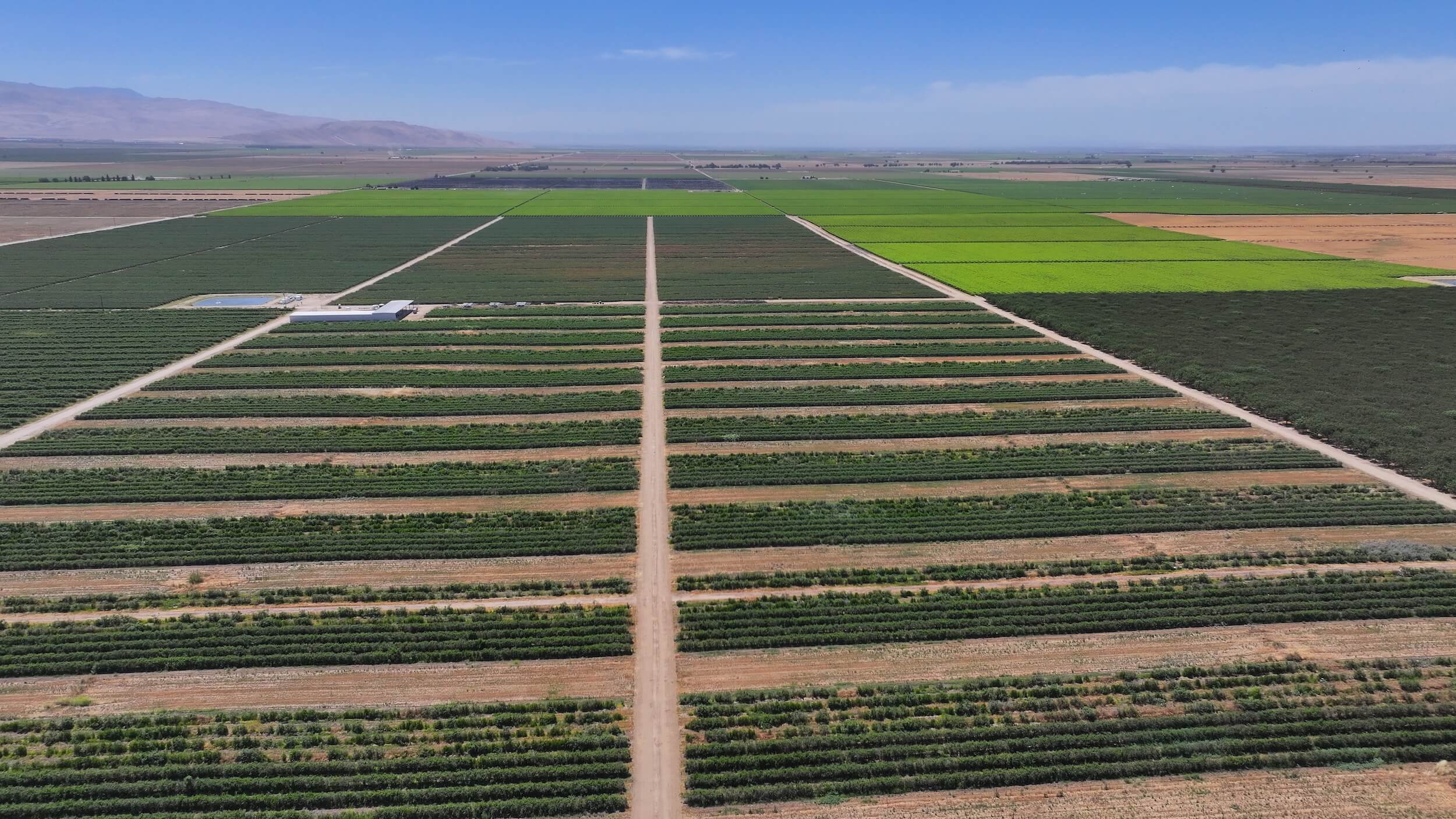 159.02 GROSS ACRES PLANTED TO BLUEBERRIES LOCATED IN WHEELER RIDGE-MARICOPA WATER STORAGE DISTRICT