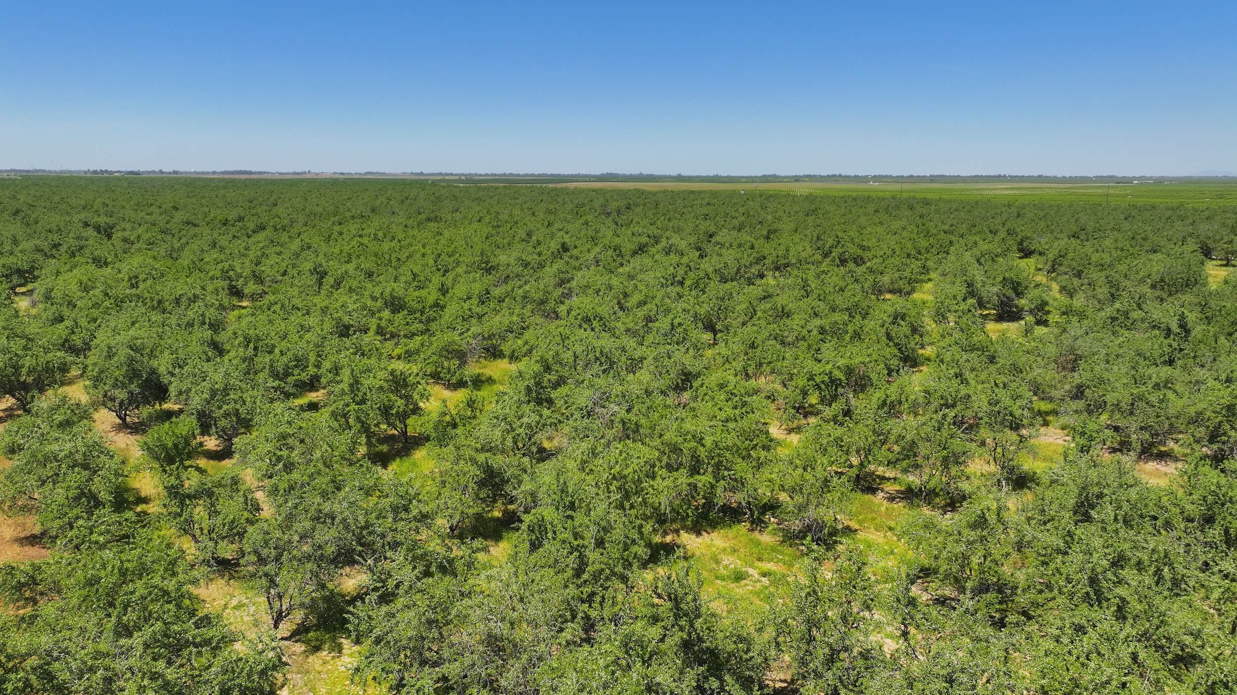 317.31 GROSS ACRES PLANTED TO ALMONDS BENEFITING FROM TWO AG WELLS