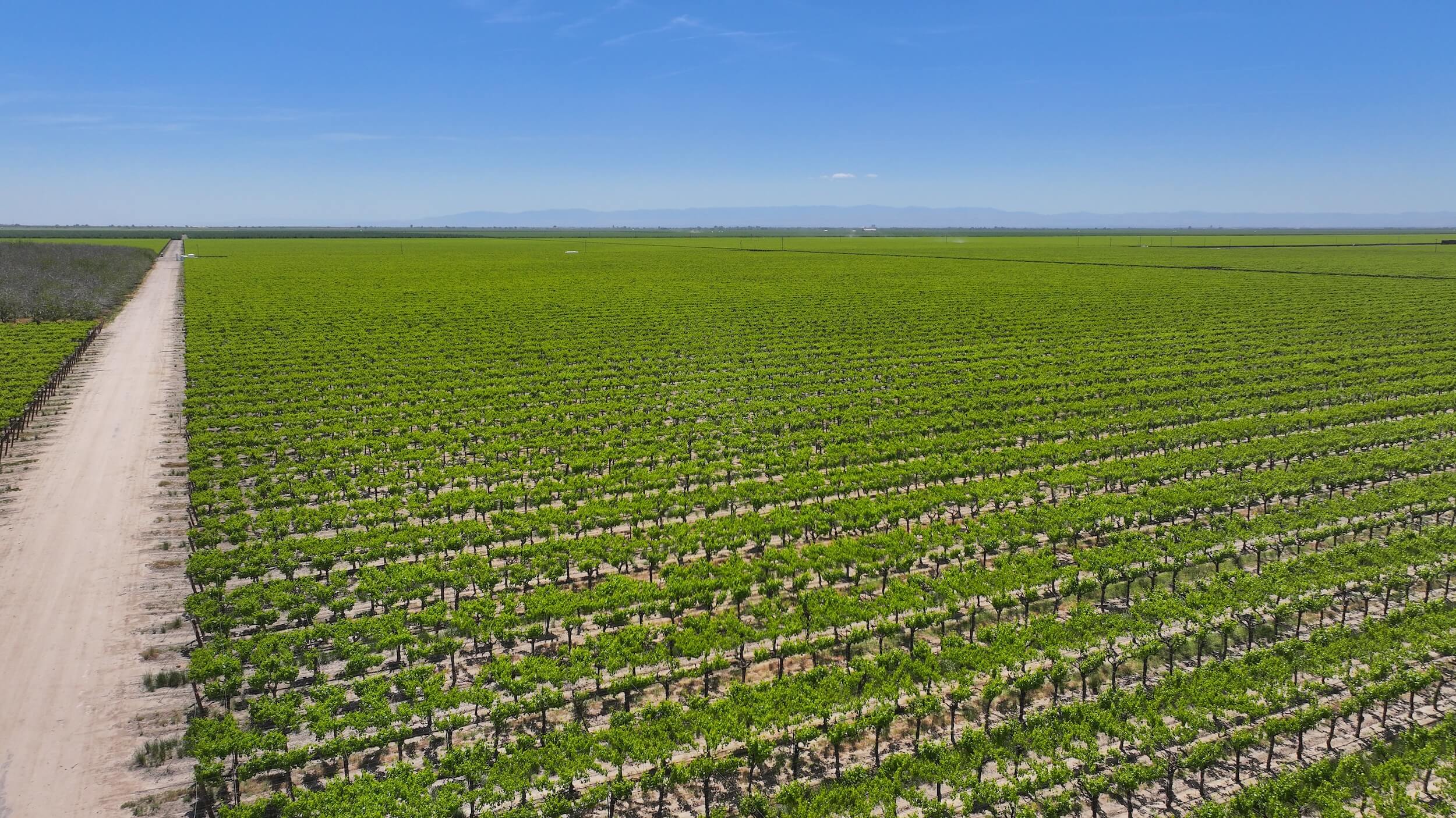 318.96 GROSS ACRES PLANTED TO DRIED ON VINE RAISIN GRAPES WITH WALNUTS BENEFITING FROM ONE AG WELL