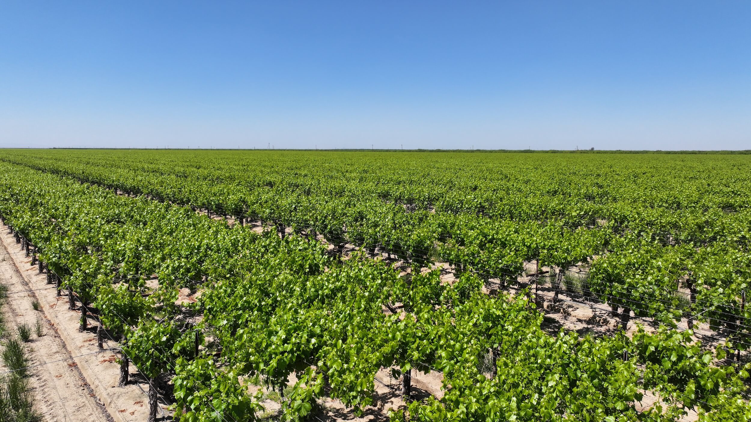 318.96 GROSS ACRES PLANTED TO DRIED ON VINE RAISIN GRAPES WITH WALNUTS BENEFITING FROM ONE AG WELL