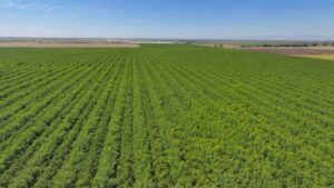 718.06 GROSS ACRES PLANTED TO ALMONDS WITH CLAIMED DIVERSION RIGHTS, A CURRENT CONTRACT WITH MERCED IRRIGATION DISTRICT AND THREE AG WELLS