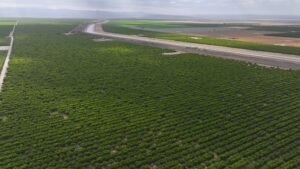 789.11 GROSS ACRES PLANTED TO CHERRIES WITH OPEN GROUND LOCATED IN WHEELER RIDGE-MARICOPA WATER STORAGE DISTRICT