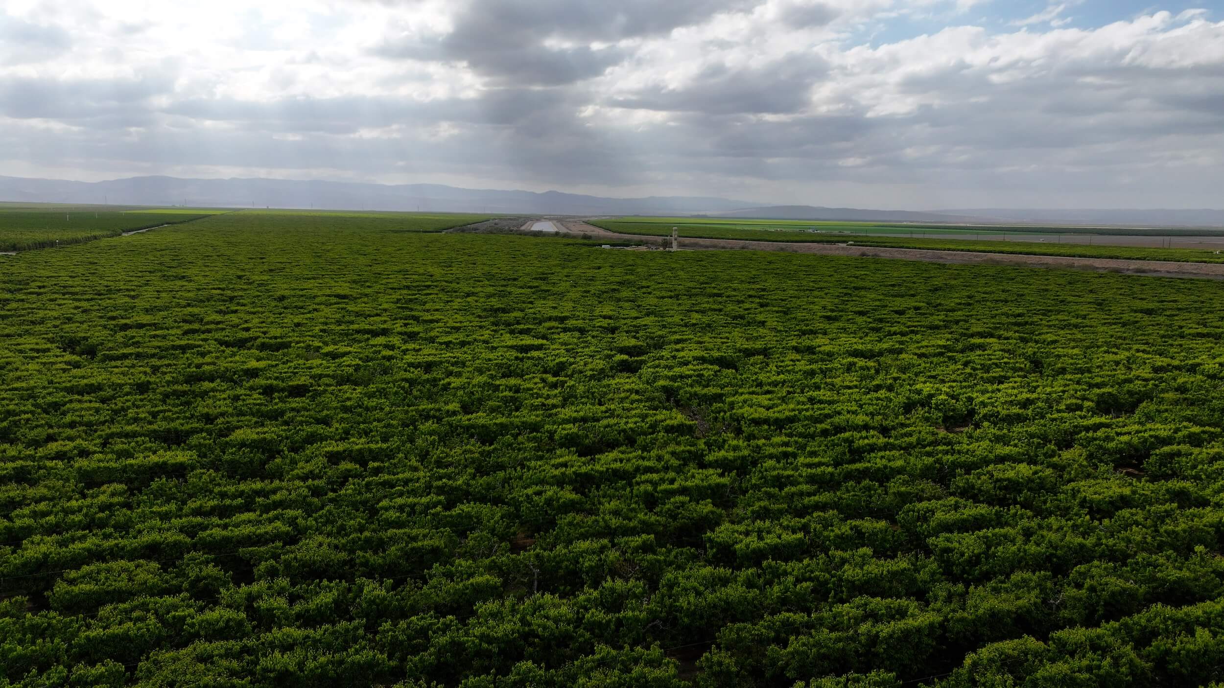 789.11 GROSS ACRES PLANTED TO CHERRIES WITH OPEN GROUND LOCATED IN WHEELER RIDGE-MARICOPA WATER STORAGE DISTRICT