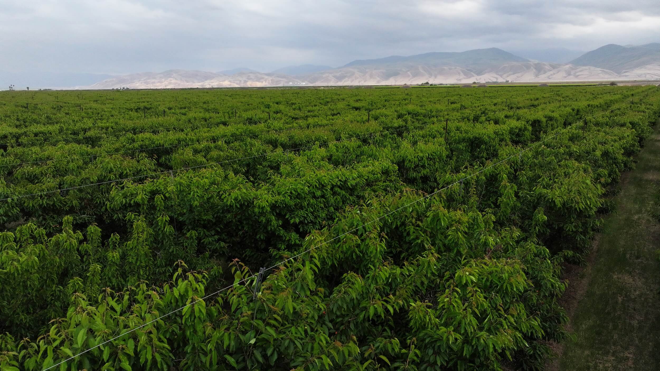 789.11 GROSS ACRES PLANTED TO CHERRIES WITH OPEN GROUND LOCATED IN WHEELER RIDGE-MARICOPA WATER STORAGE DISTRICT