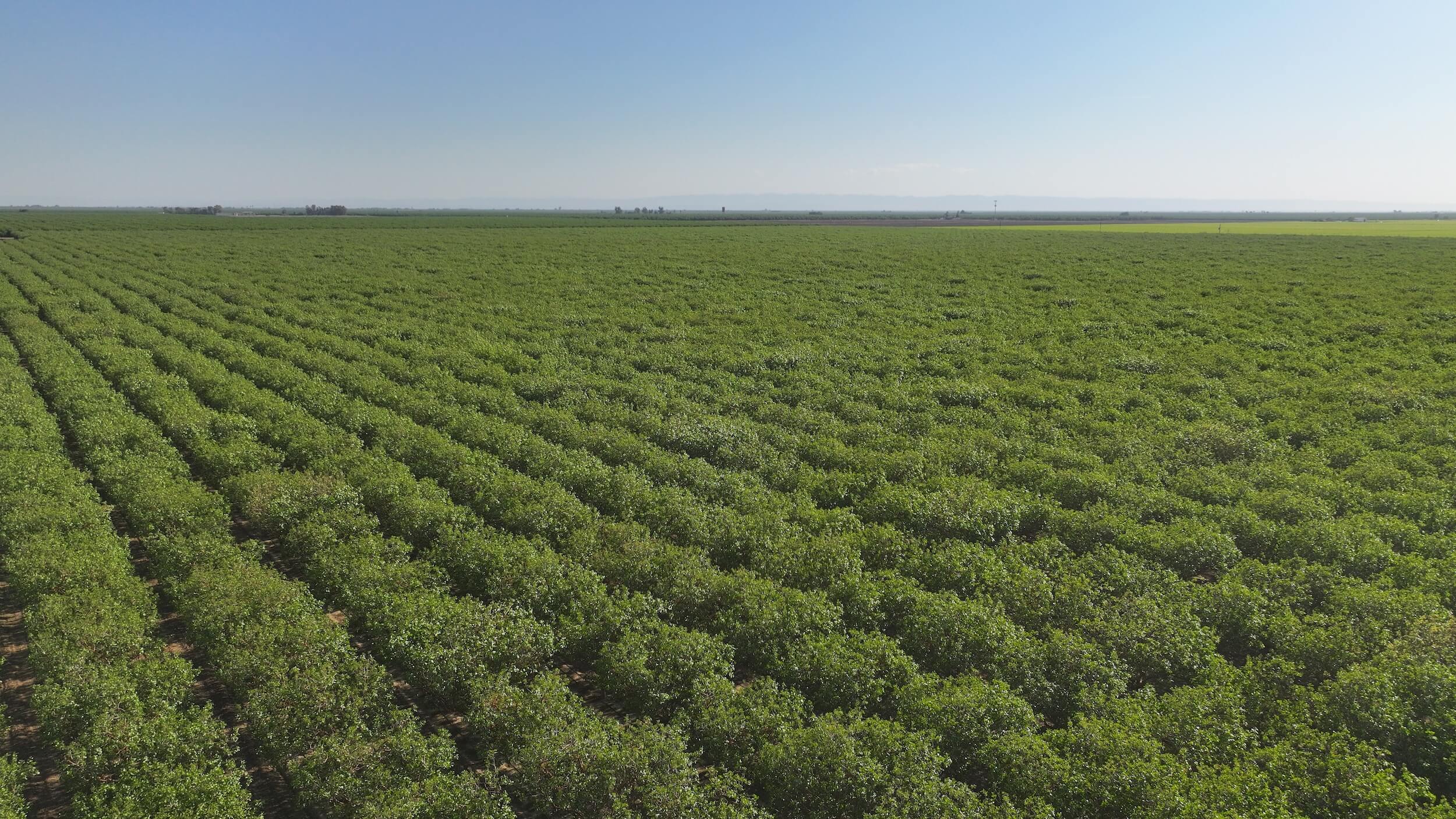 867.51 GROSS ACRES PLANTED TO PISTACHIOS AND ALMONDS LOCATED IN SOUTHERN SAN JOAQUIN MUNICIPAL UTILITY DISTRICT