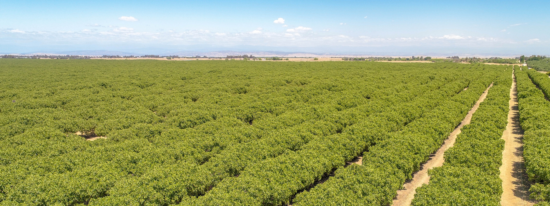 Ca Ag Properties