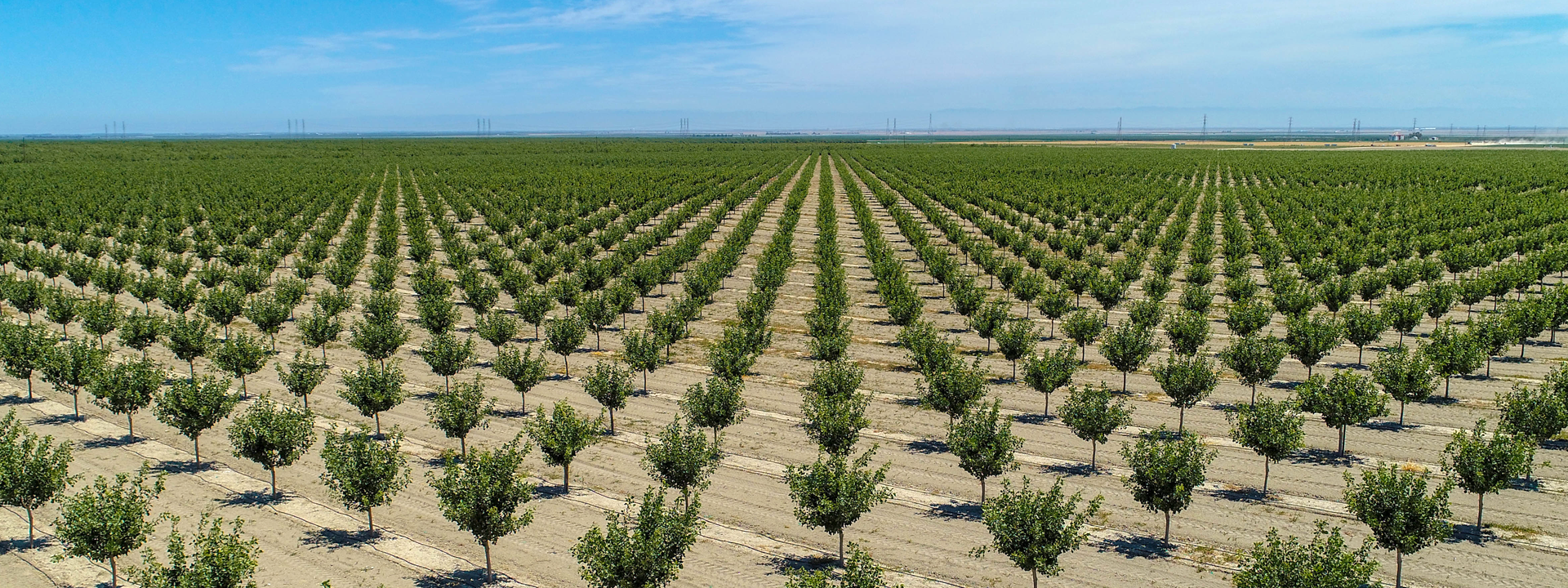 Ca Ag Properties