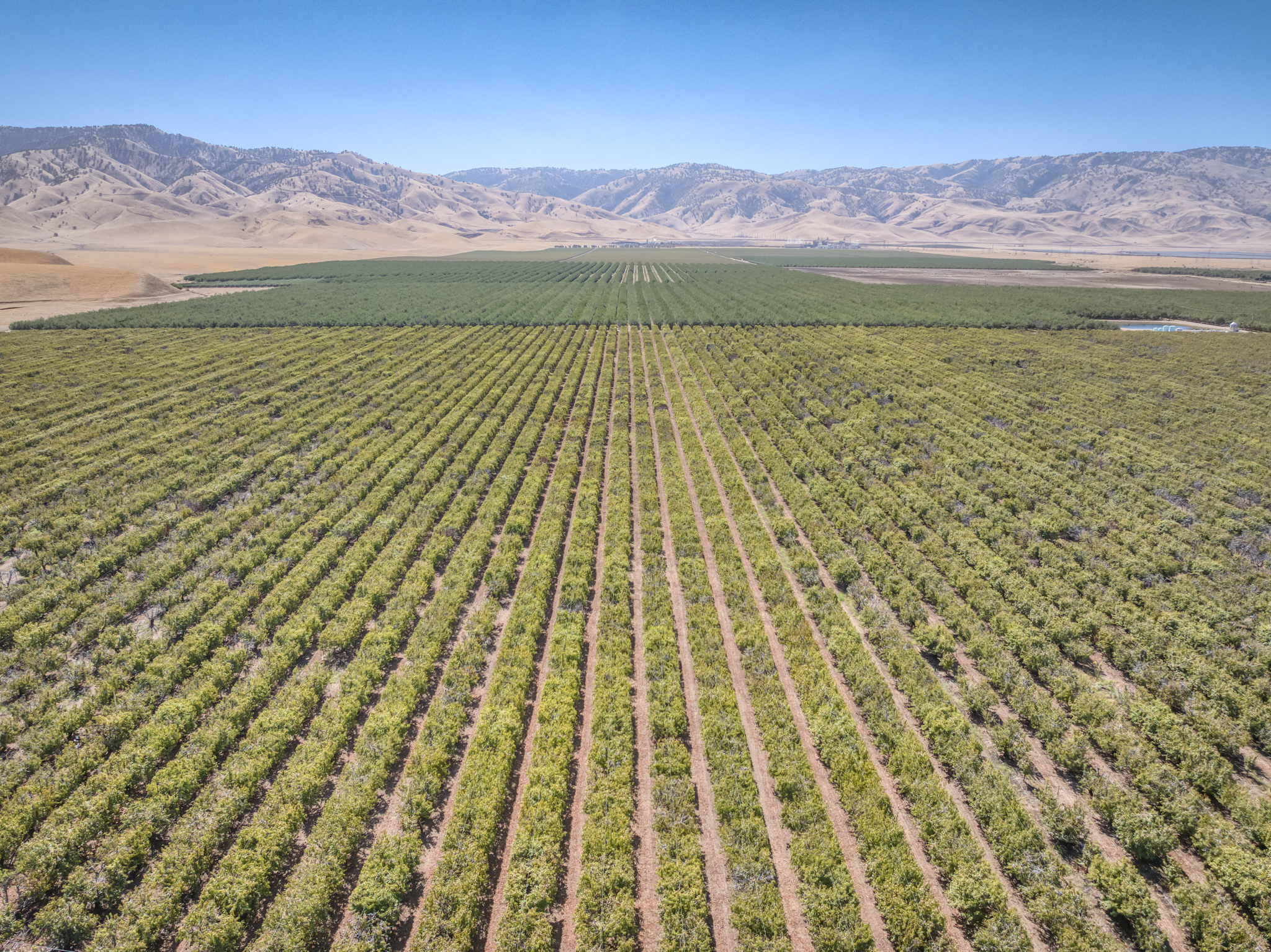117.47 GROSS ACRES PLANTED TO CHERRIES WITH OPEN GROUND LOCATED IN WHEELER RIDGE-MARICOPA WATER STORAGE DISTRICT