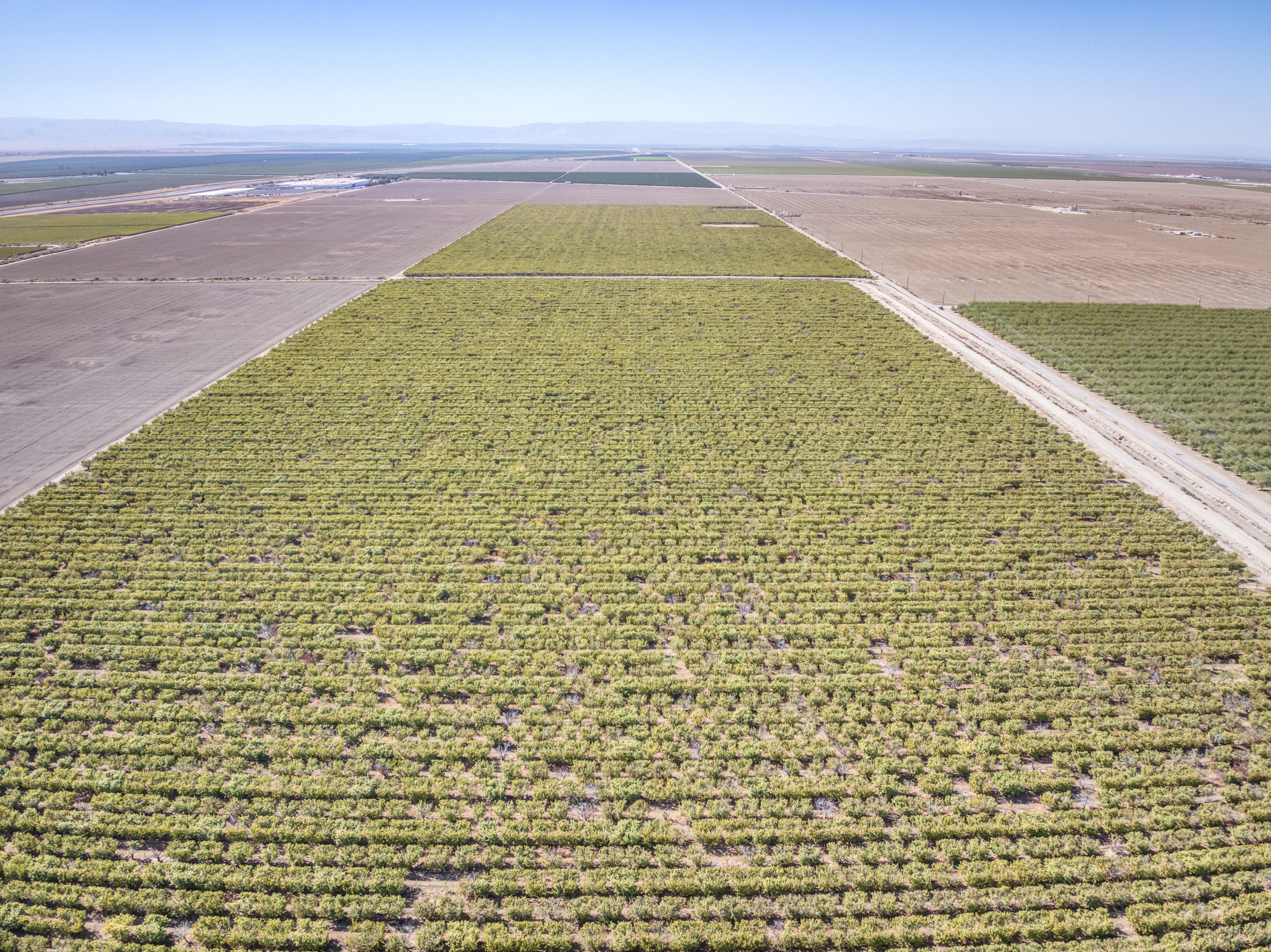 215.8 GROSS ACRES PLANTED TO CHERRIES WITH OPEN GROUND LOCATED IN WHEELER RIDGE-MARICOPA WATER STORAGE DISTRICT