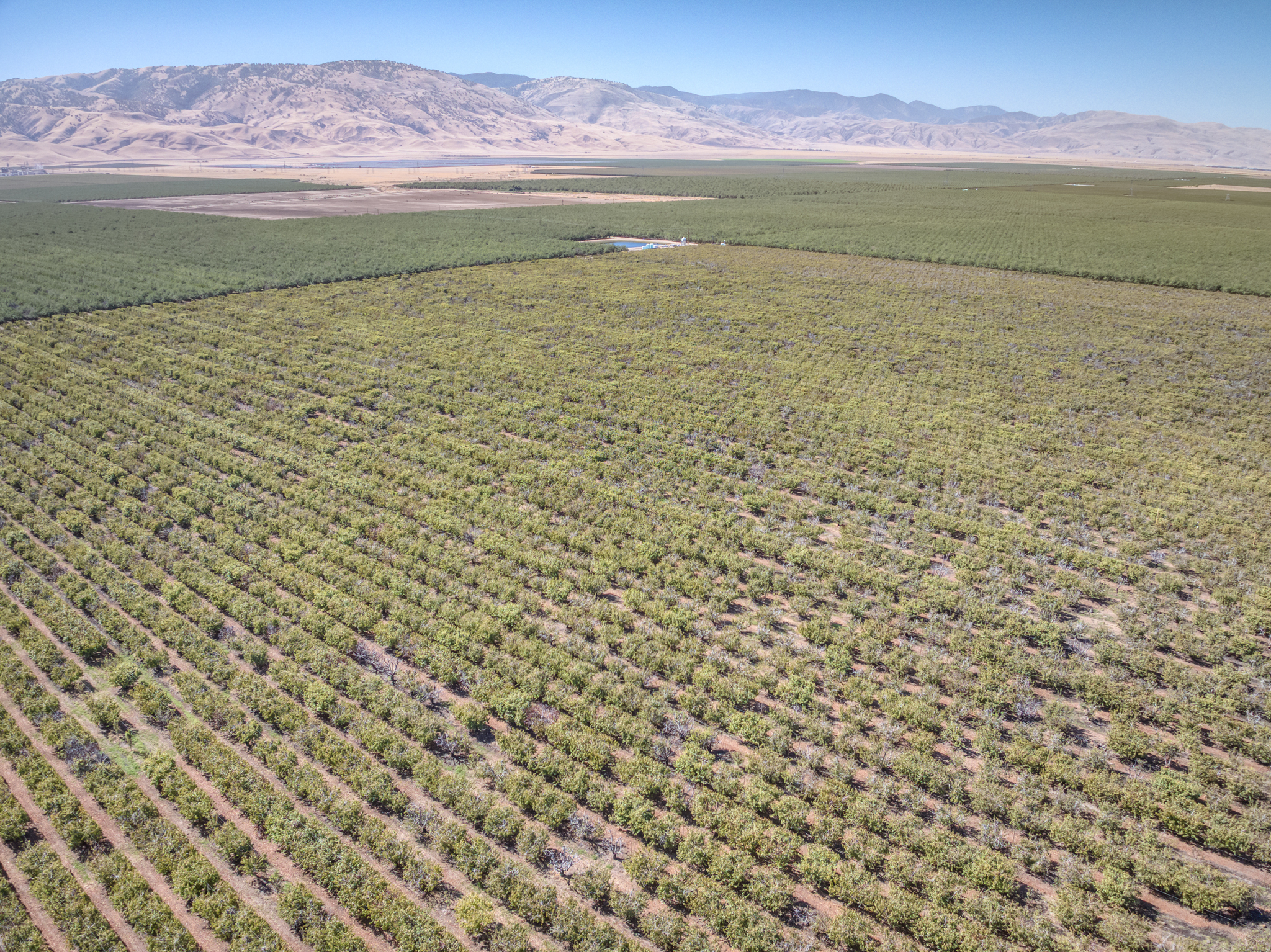 117.47 GROSS ACRES PLANTED TO CHERRIES WITH OPEN GROUND LOCATED IN WHEELER RIDGE-MARICOPA WATER STORAGE DISTRICT