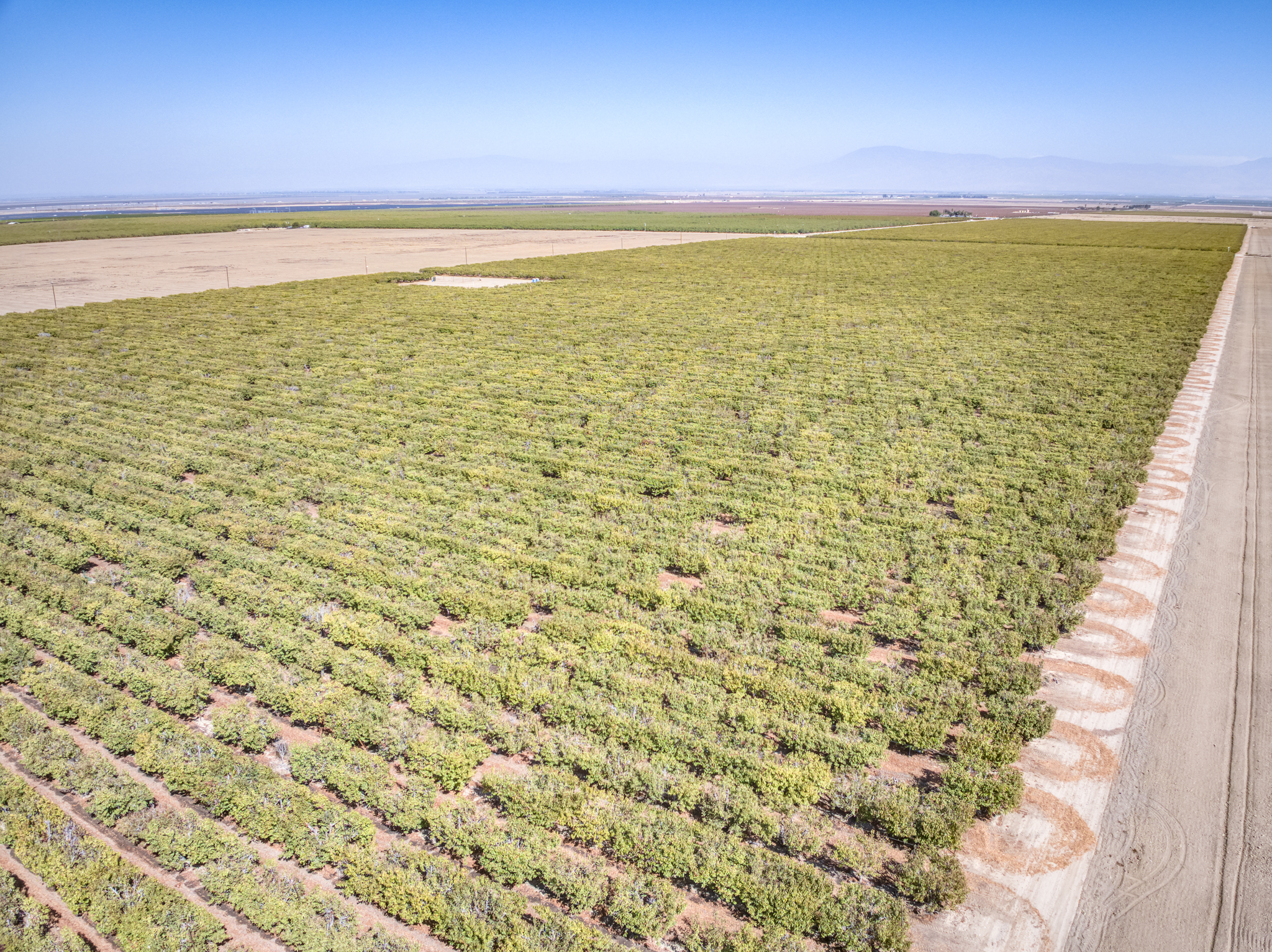 215.8 GROSS ACRES PLANTED TO CHERRIES WITH OPEN GROUND LOCATED IN WHEELER RIDGE-MARICOPA WATER STORAGE DISTRICT