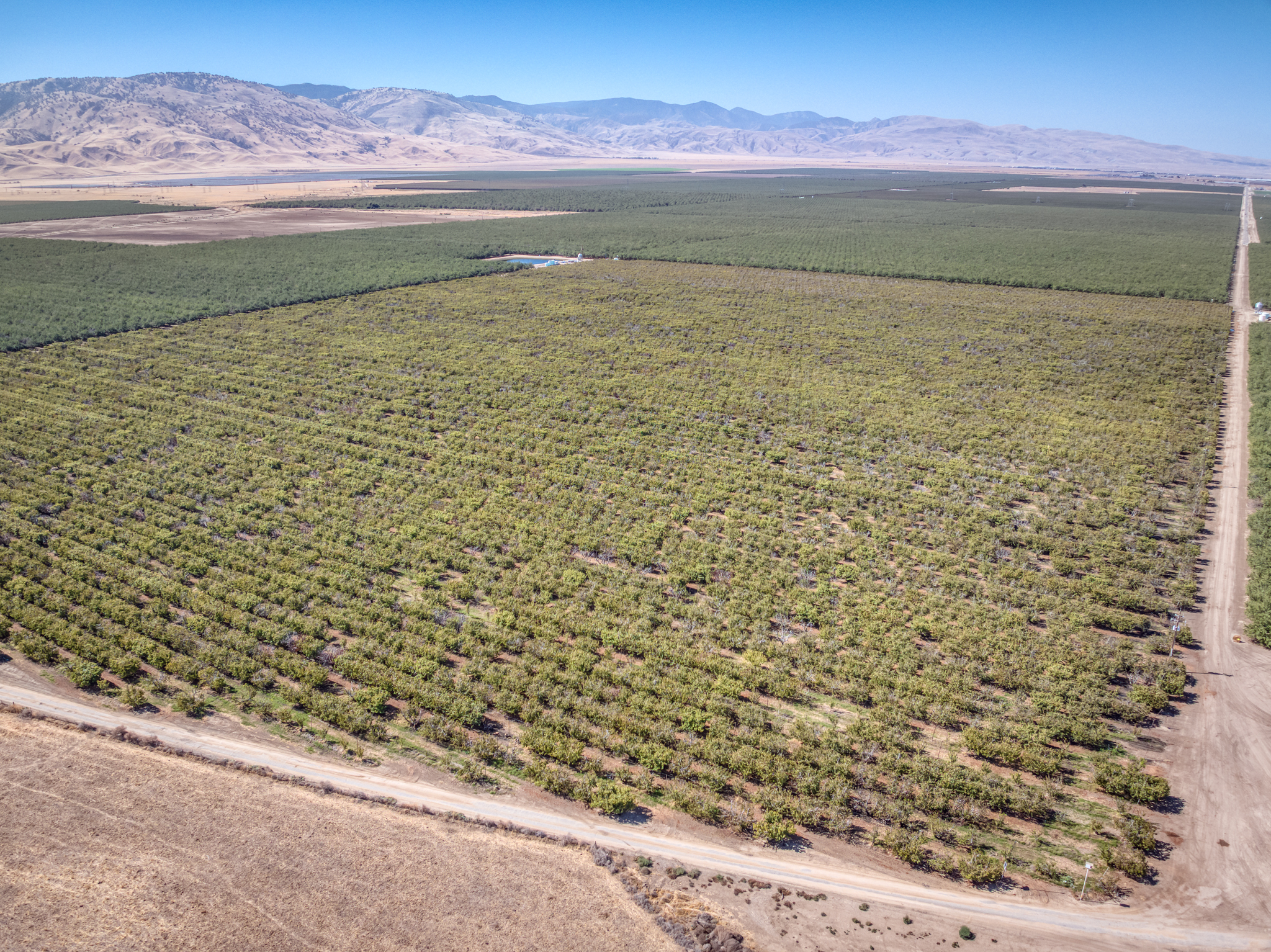 117.47 GROSS ACRES PLANTED TO CHERRIES WITH OPEN GROUND LOCATED IN WHEELER RIDGE-MARICOPA WATER STORAGE DISTRICT