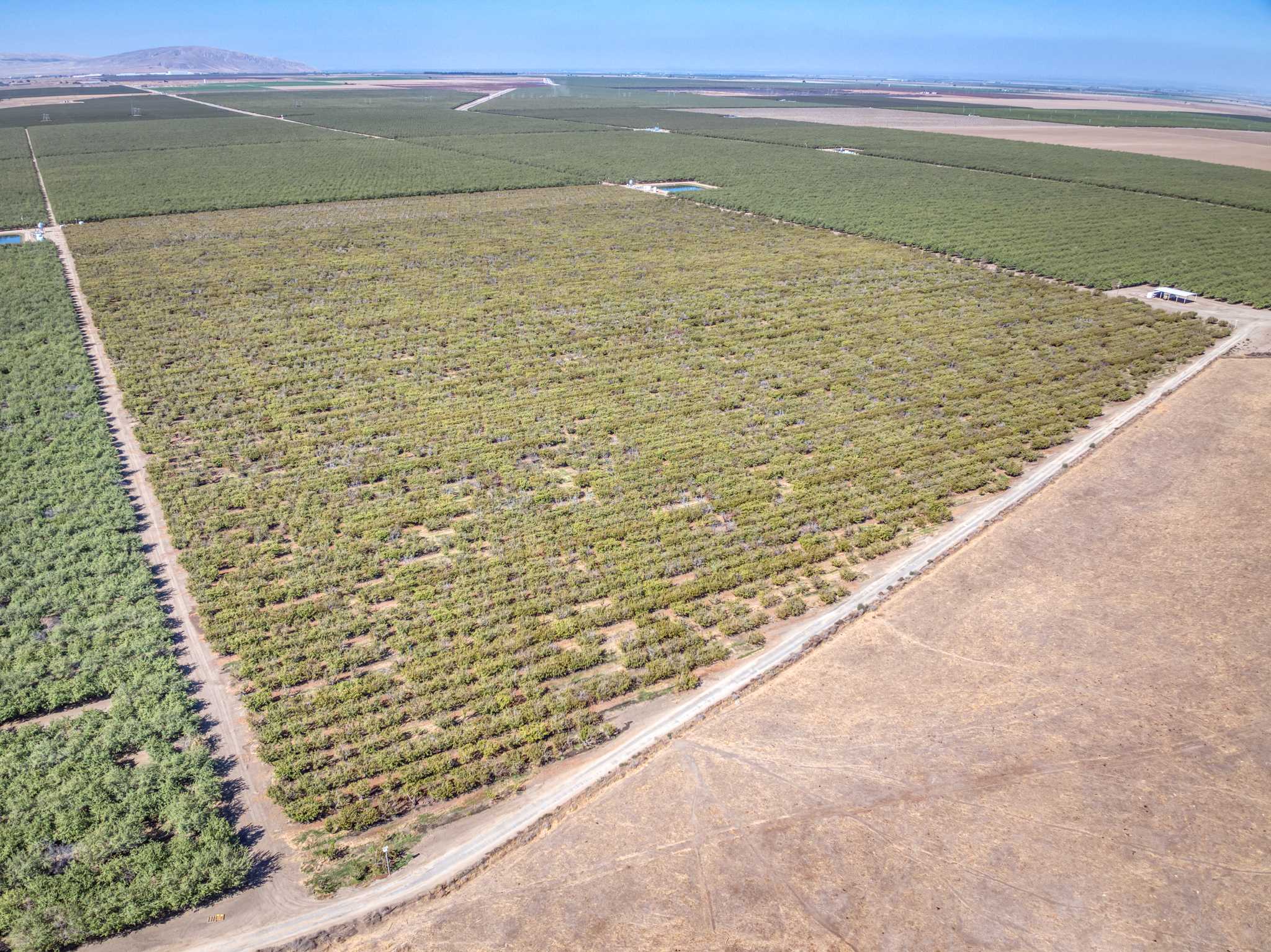 117.47 GROSS ACRES PLANTED TO CHERRIES WITH OPEN GROUND LOCATED IN WHEELER RIDGE-MARICOPA WATER STORAGE DISTRICT