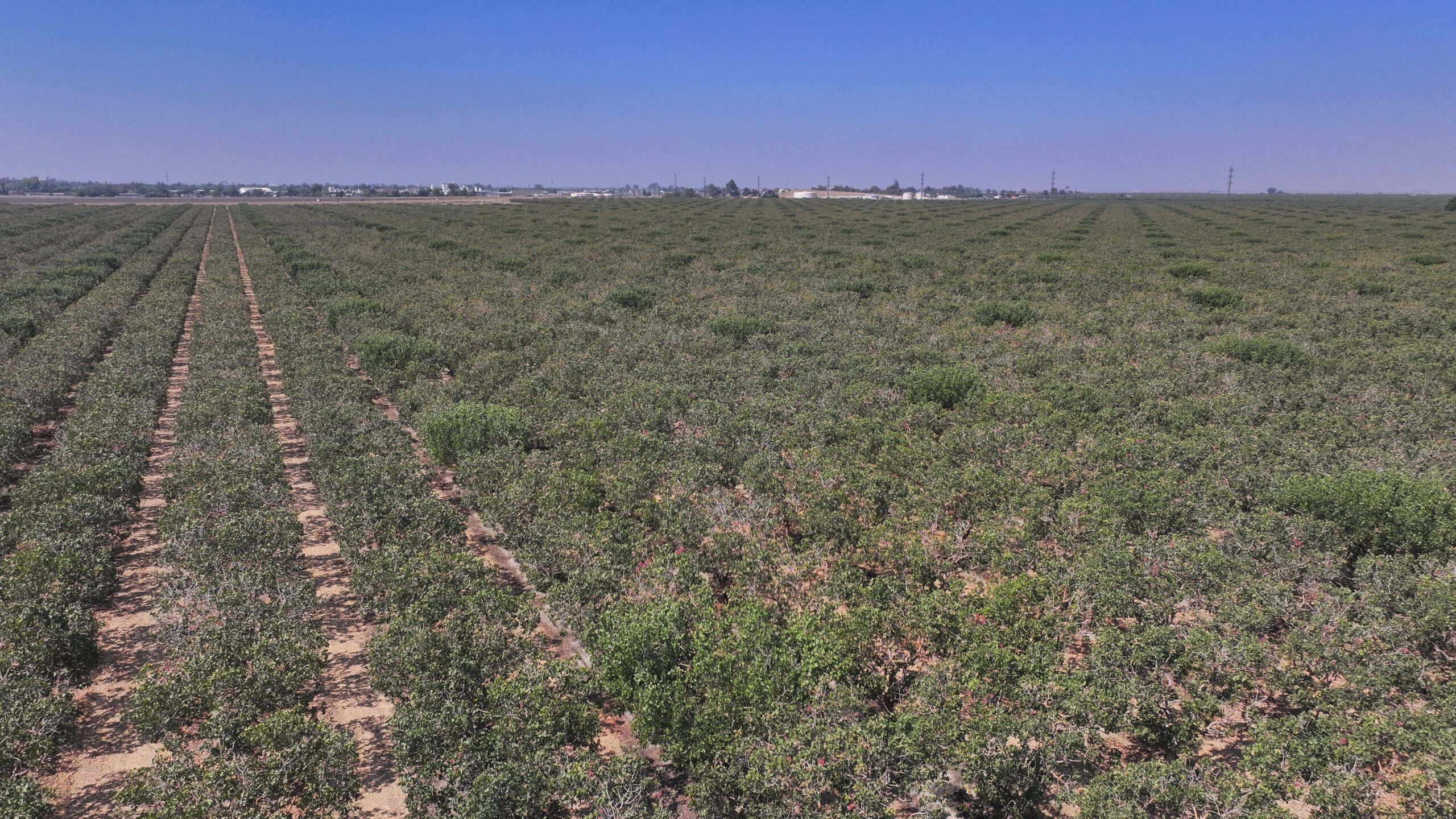 301.73 ACRES PLANTED TO PISTACHIOS WITH OPEN GROUND LOCATED NEAR CORCORAN