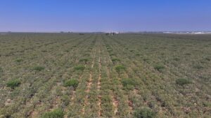 301.73 ACRES PLANTED TO PISTACHIOS WITH OPEN GROUND LOCATED NEAR CORCORAN