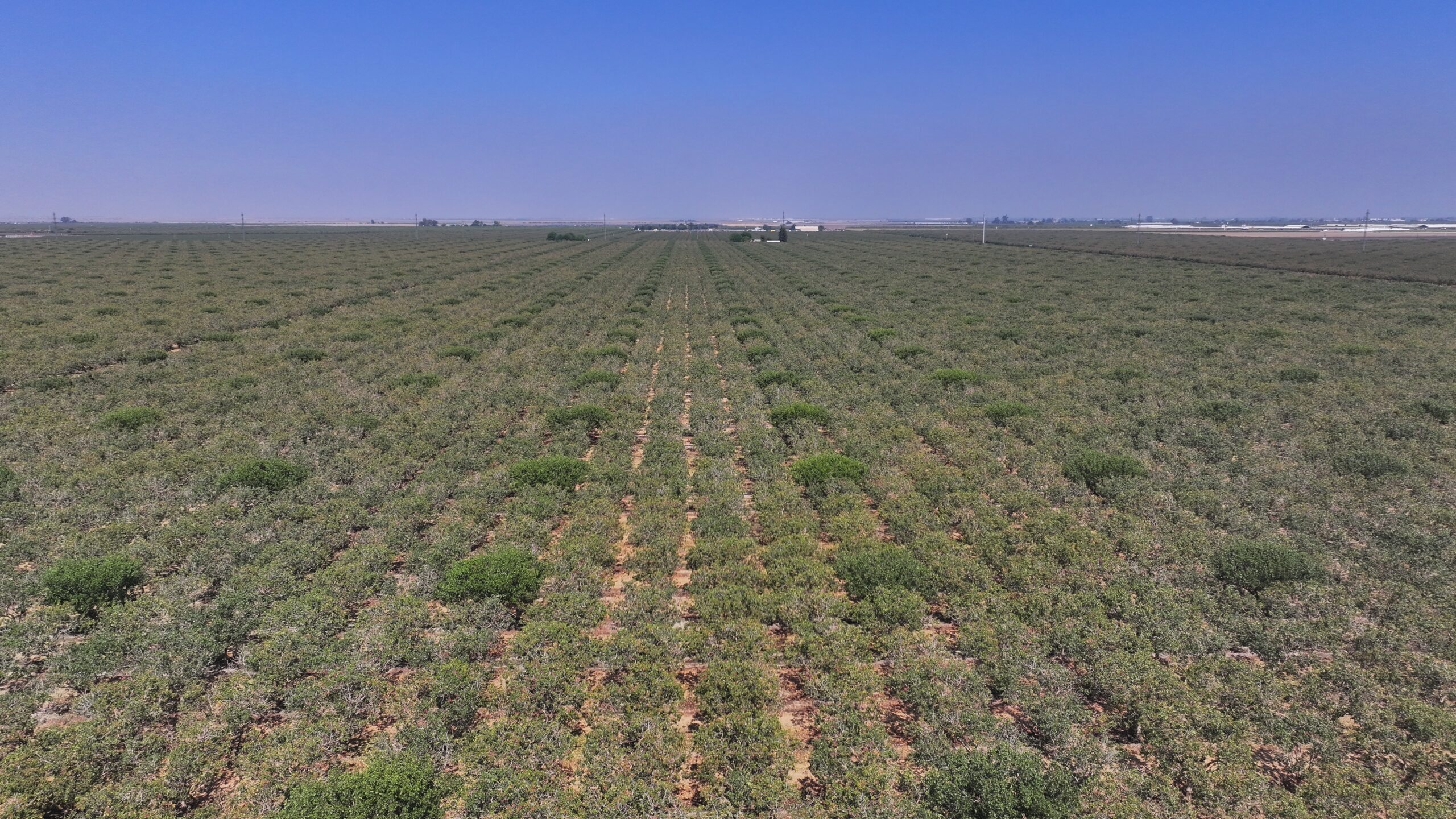 301.73 ACRES PLANTED TO PISTACHIOS WITH OPEN GROUND LOCATED NEAR CORCORAN