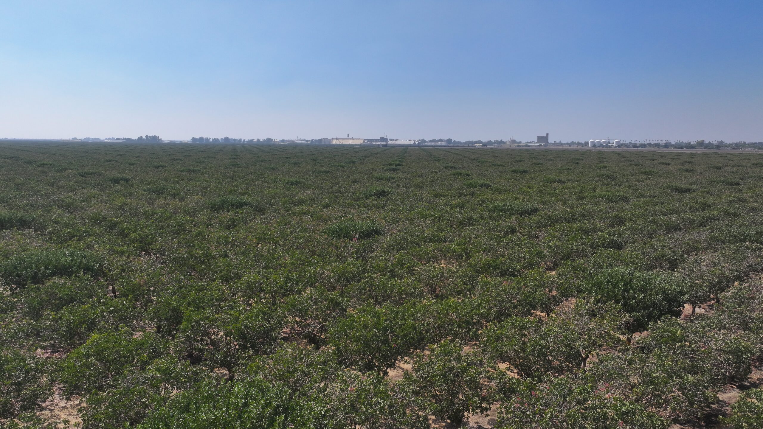 301.73 ACRES PLANTED TO PISTACHIOS WITH OPEN GROUND LOCATED NEAR CORCORAN