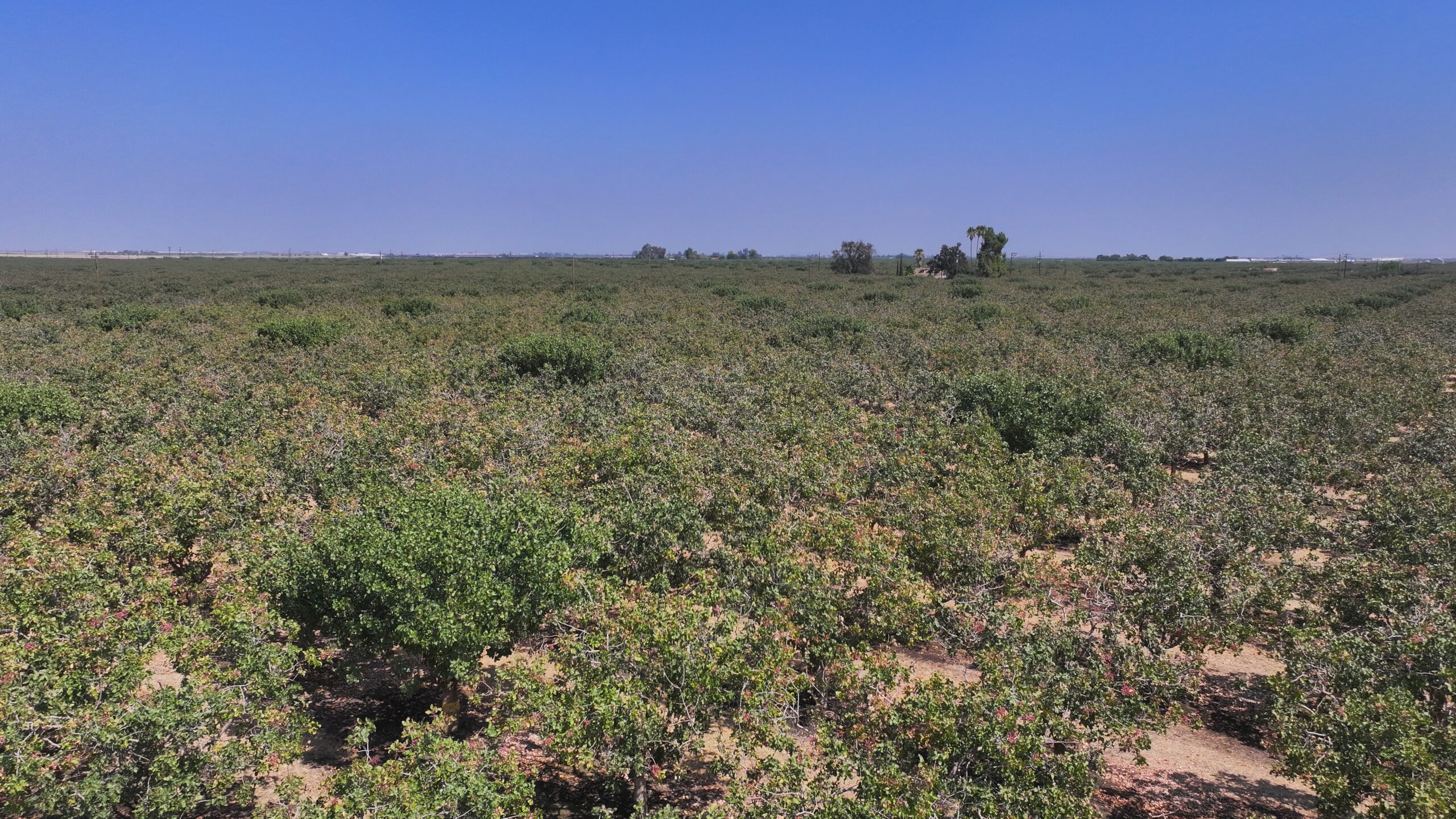 301.73 ACRES PLANTED TO PISTACHIOS WITH OPEN GROUND LOCATED NEAR CORCORAN