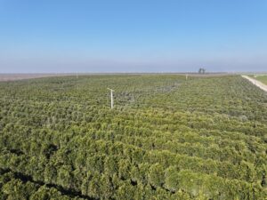 40.13 GROSS ACRES PLANTED TO CARA CARA CITRUS BENEFITING FROM A CONTRACT ALLOCATION WITH KERN-TULARE WATER DISTRICT
