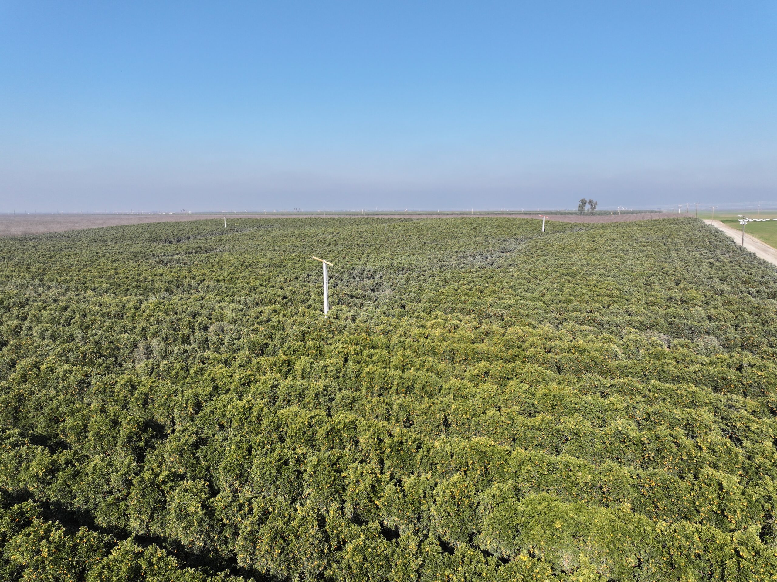 40.13 GROSS ACRES PLANTED TO CARA CARA CITRUS BENEFITING FROM A CONTRACT ALLOCATION WITH KERN-TULARE WATER DISTRICT