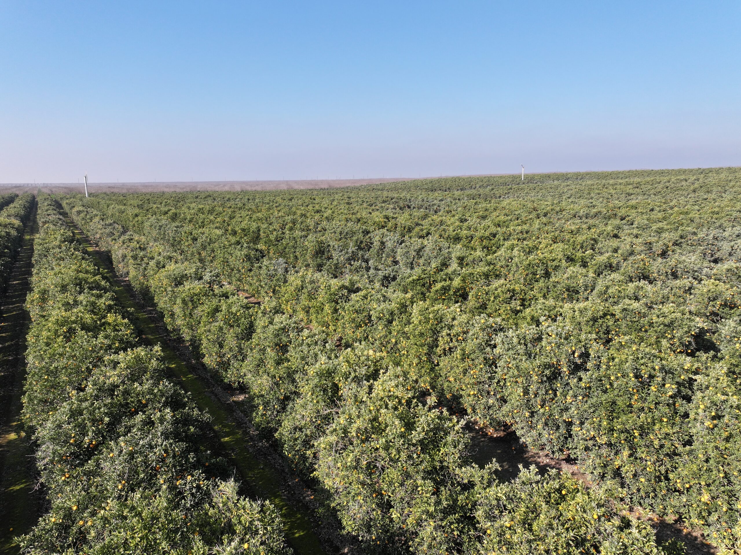 40.13 GROSS ACRES PLANTED TO CARA CARA CITRUS BENEFITING FROM A CONTRACT ALLOCATION WITH KERN-TULARE WATER DISTRICT