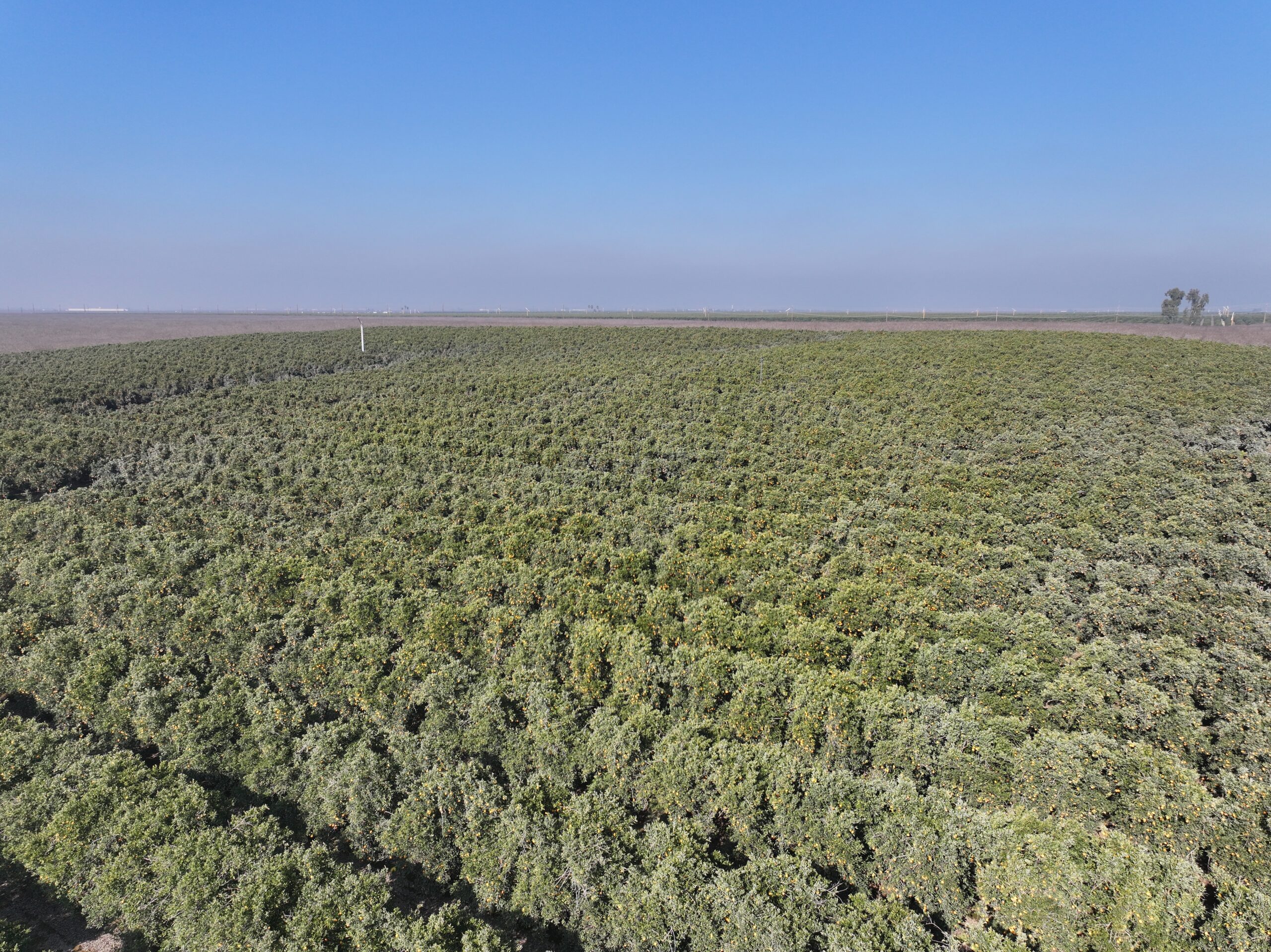 40.13 GROSS ACRES PLANTED TO CARA CARA CITRUS BENEFITING FROM A CONTRACT ALLOCATION WITH KERN-TULARE WATER DISTRICT