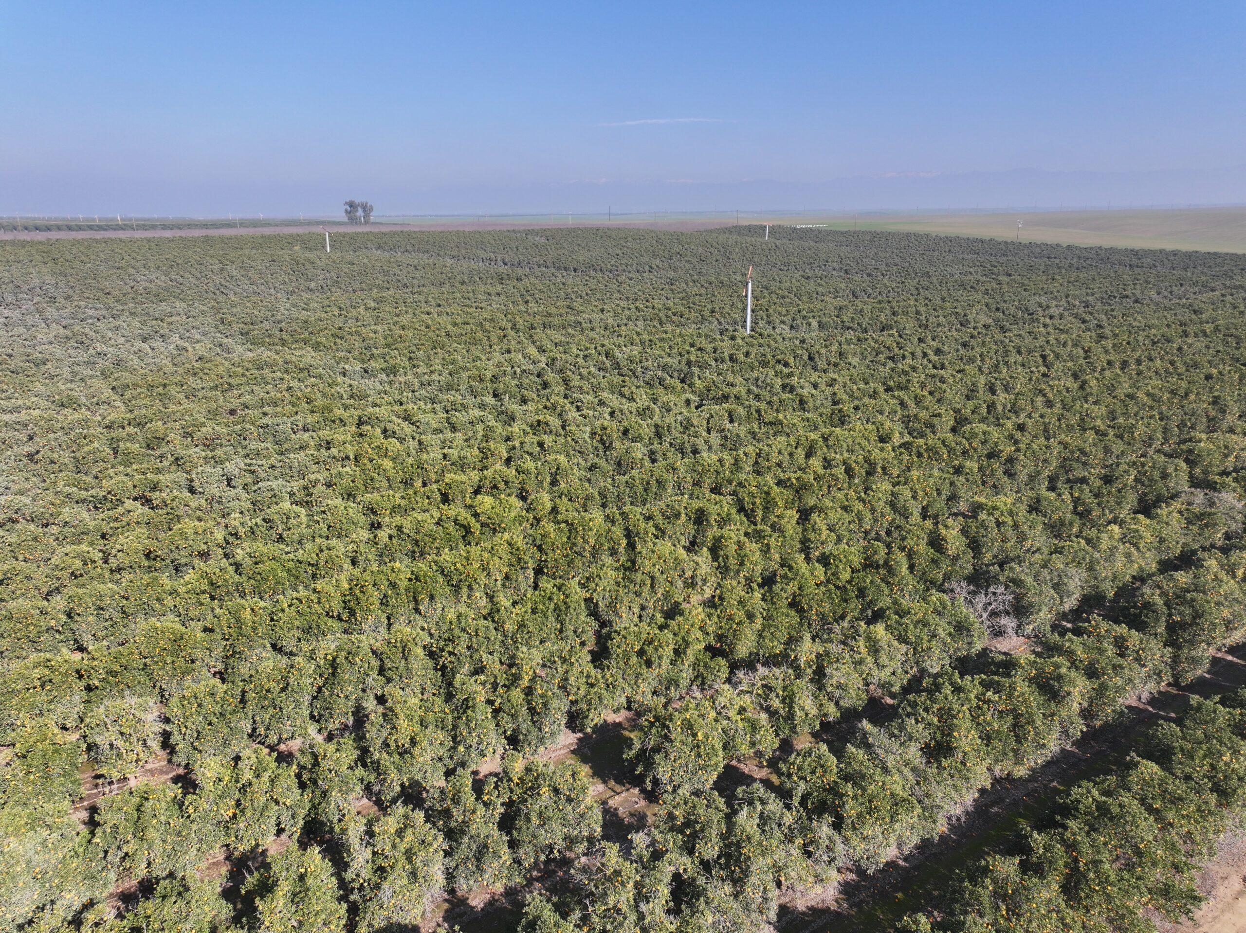 40.13 GROSS ACRES PLANTED TO CARA CARA CITRUS BENEFITING FROM A CONTRACT ALLOCATION WITH KERN-TULARE WATER DISTRICT