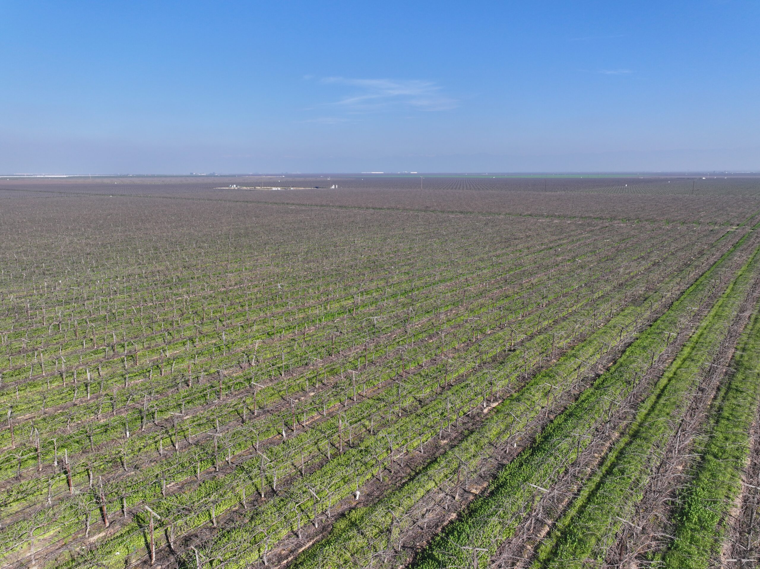 79.55 GROSS ACRES PLANTED TO TABLE GRAPES BENEFITING FROM A CONTRACT ALLOCATION WITH DELANO EARLIMART IRRIGATION DISTRICT