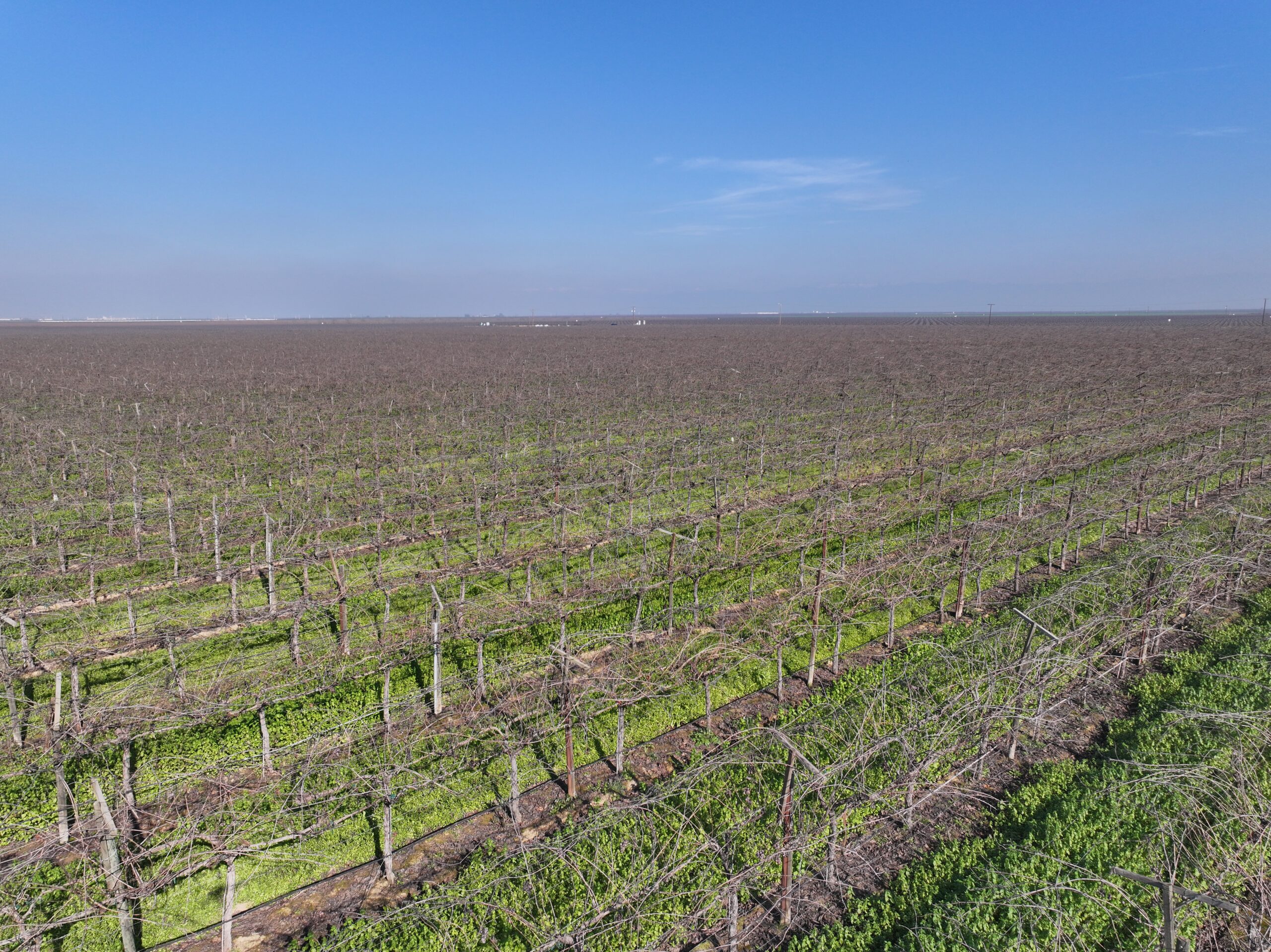 79.55 GROSS ACRES PLANTED TO TABLE GRAPES BENEFITING FROM A CONTRACT ALLOCATION WITH DELANO EARLIMART IRRIGATION DISTRICT