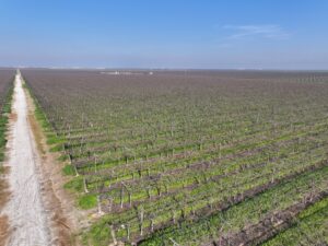 79.55 GROSS ACRES PLANTED TO TABLE GRAPES BENEFITING FROM A CONTRACT ALLOCATION WITH DELANO EARLIMART IRRIGATION DISTRICT